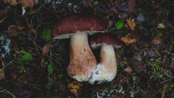 2 Pilz An Land