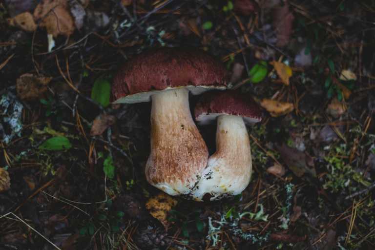 2 Pilz An Land