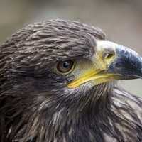 Kaiseradler - Volerie des Aigles Kinztheim