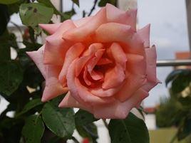 Rose im Rosengarten