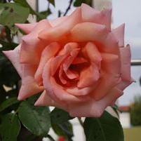 Rose im Rosengarten