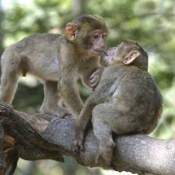 Montagne des Singes | Kintzheim