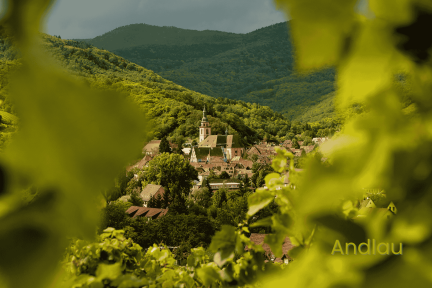 Blick durch ein Weinblatt auf das malerische Andlau