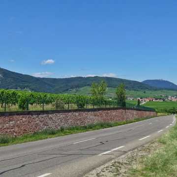 Weinberg und Landstraße entlang der Elsässischen Weinstraße mit Blick auf die Vogesen