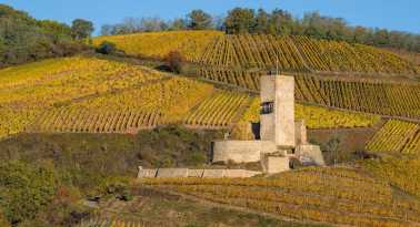 Das Chateau Katzenthal umgeben von leuchtenden Weinbergen