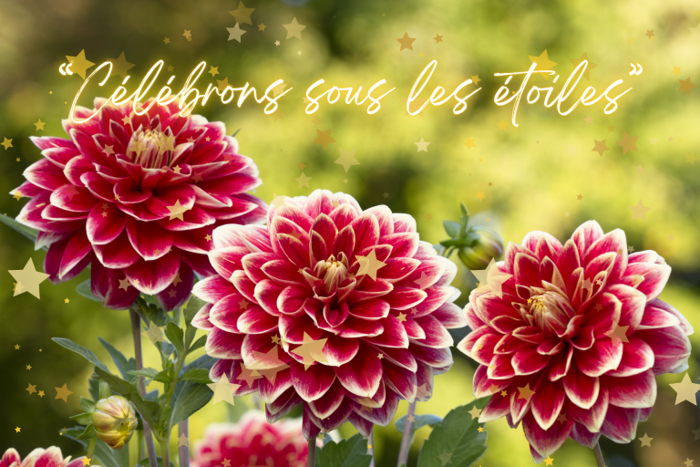 Rote Dahlien mit weißem Rand vor grünem Hintergrund, überlagert von goldenen Sternen und dem Schriftzug „Célébrons sous les étoiles“
