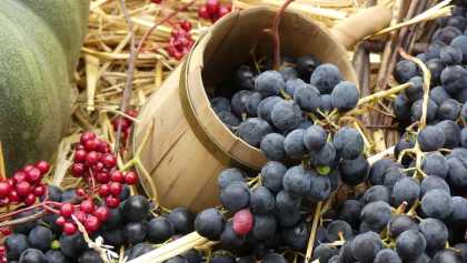 Trauben und Früchte zur Erntezeit im Elsass