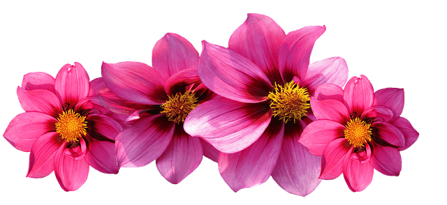 Pinke Dahlien ohne Hintergrund