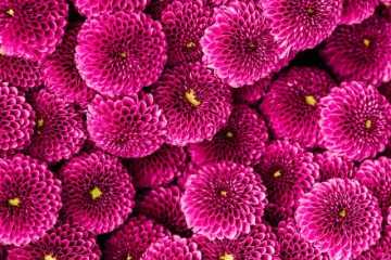 magentafarbige blühende Dahlien