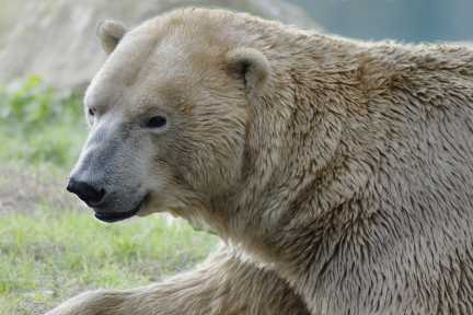Eisbär – majestätischer Vertreter der arktischen Tierwelt