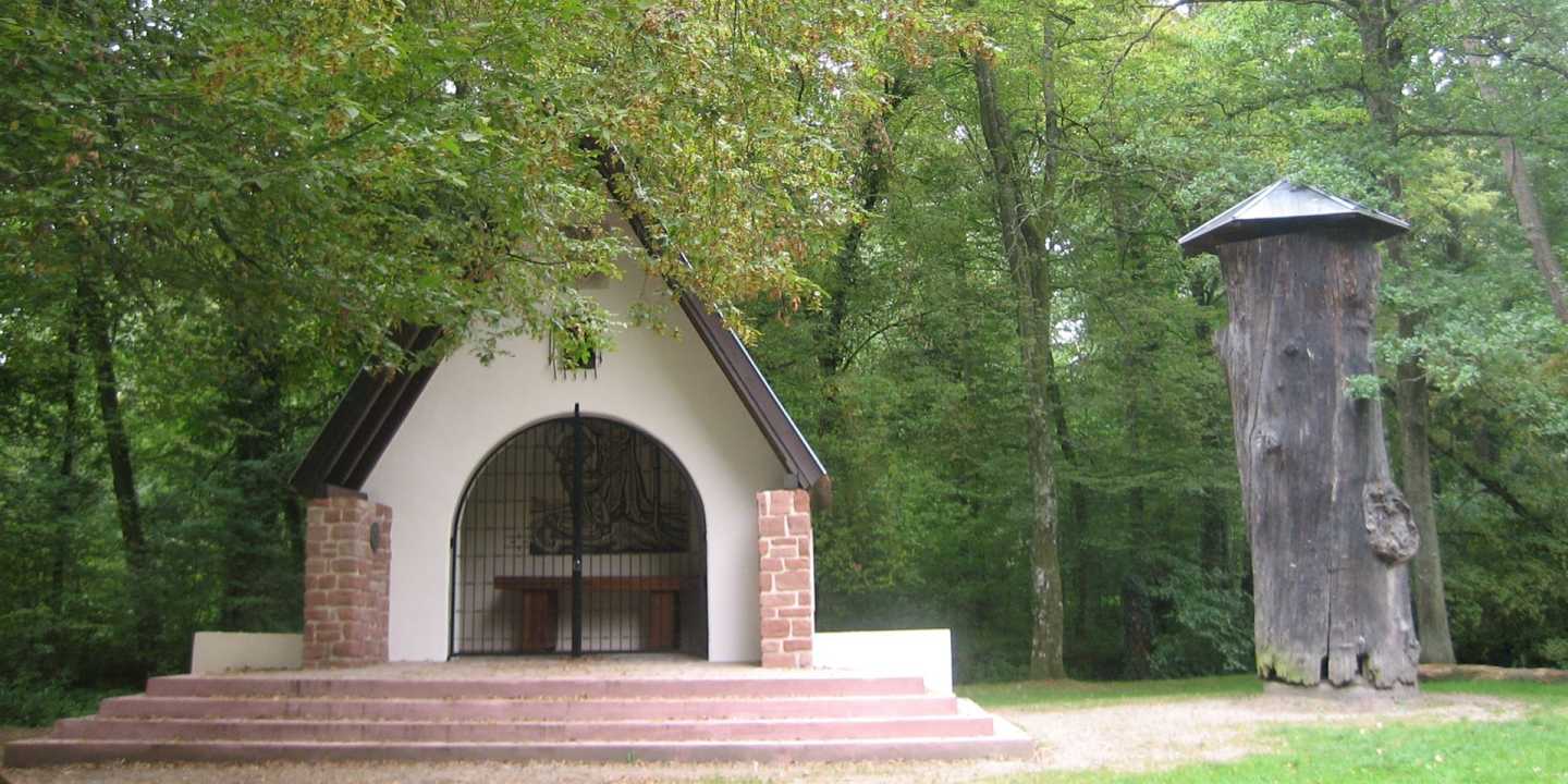 EU-FR-AL-67@Haguenau_Gros_chêne_01