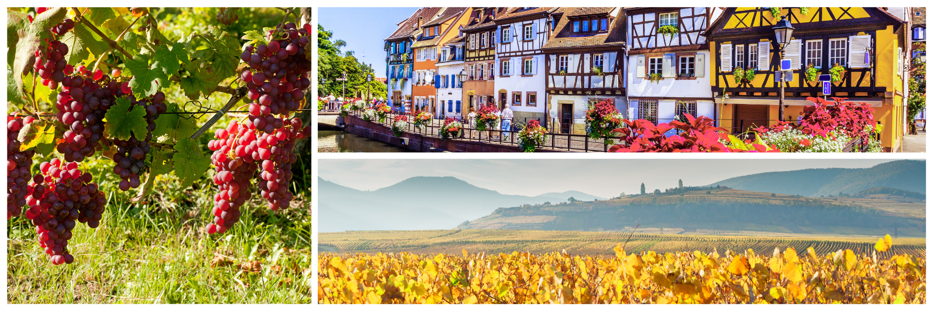 Weinreben, Colmar und die Weinstraße im Herbst