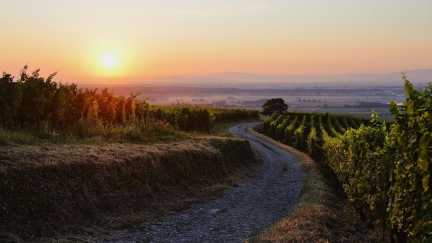 Weinberge bei Eguisheim im Sonnenaufgang