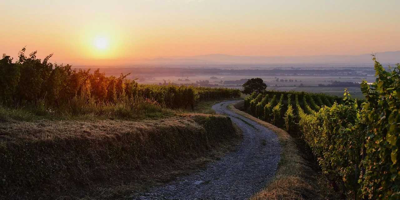 Weinberge bei Eguisheim im Sonnenaufgang