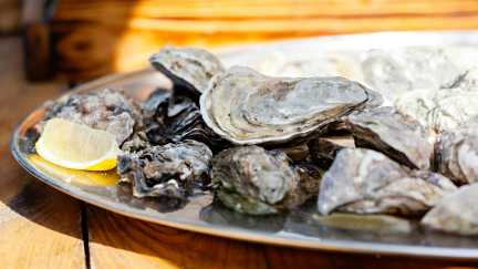 Appetitlich angerichtete Austern