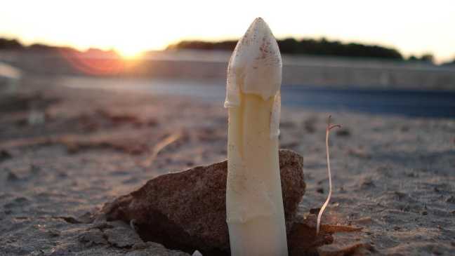 Weißer Spargel wächst auf einem Spargelfeld