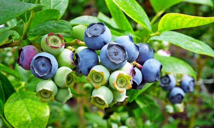 Reife und unreife Heidelbeeren an einem Strauch