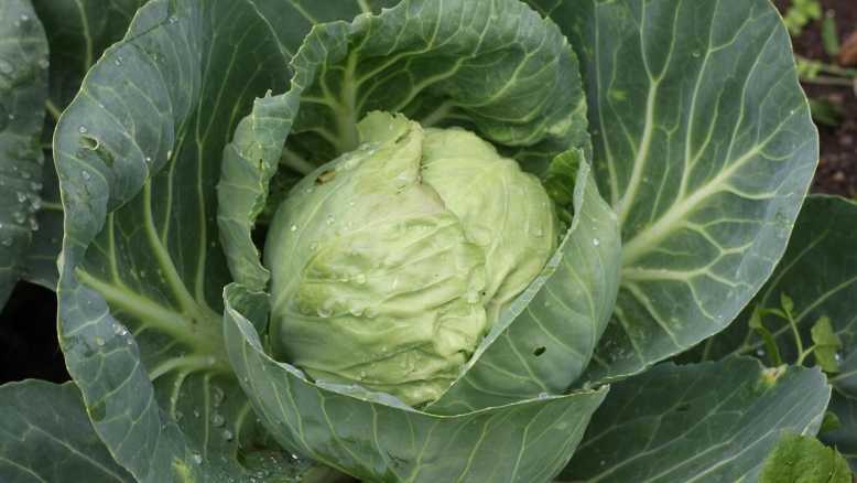 Weißkohl auf dem Feld mit Regentropfen