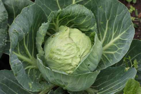 Weißkohl auf dem Feld mit Regentropfen