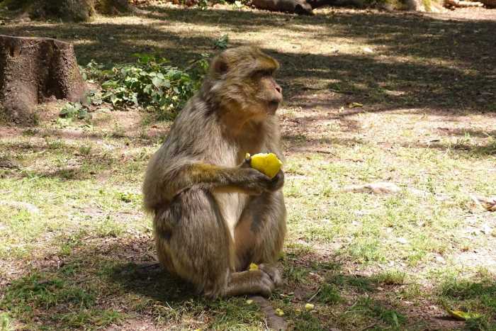 Berberaffe im Montagne des Singes bei der Fütterung