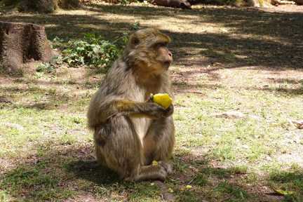 Berberaffe im Montagne des Singes bei der Fütterung