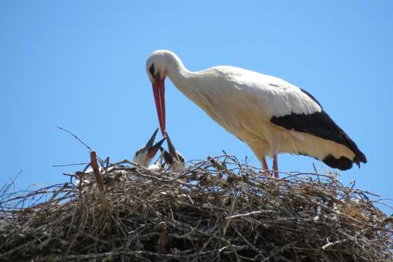 Jungstörche werden im Nest gefüttert.