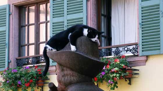 Pfeifferbrunnen mit Katze