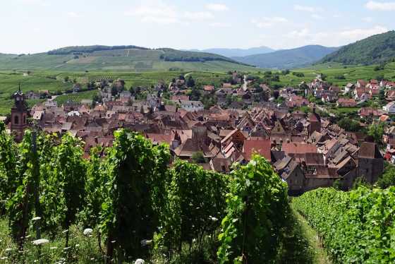 Blick auf Riquewihr