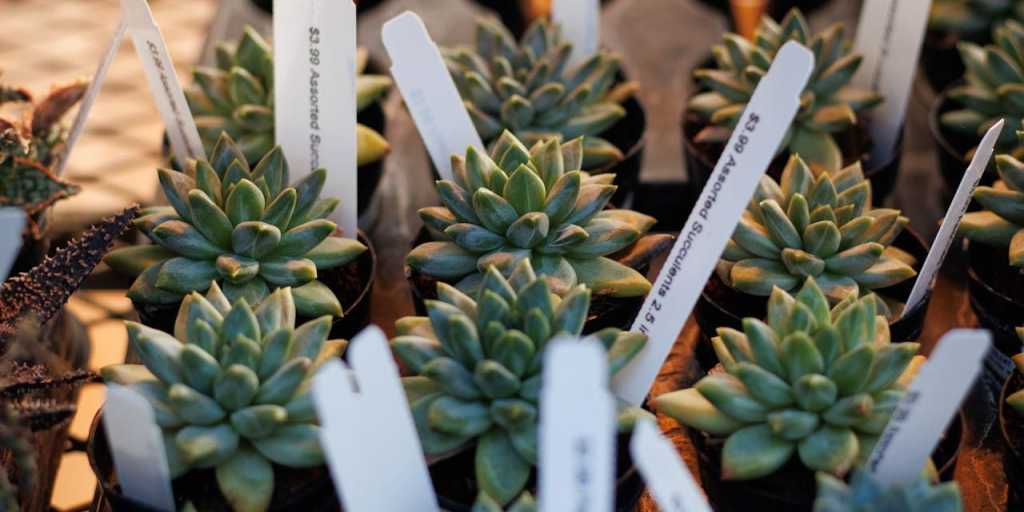 Sukkulenten auf einem Pflanzenmarkt