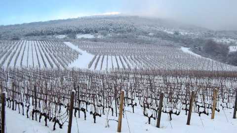 Verschneite Weinberge im Elsass mit kahlen Reben, sanften Hügeln und winterlichem Nebel.