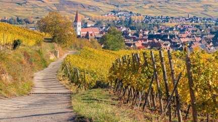 vineyard-6774592_1920