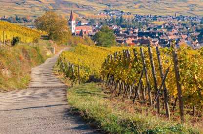 vineyard-6774592_1920
