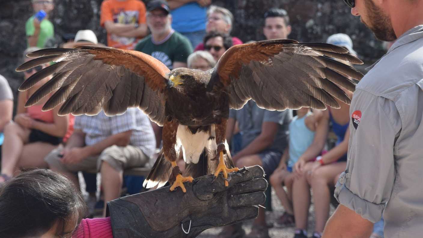 Volerie_des_aigles_63