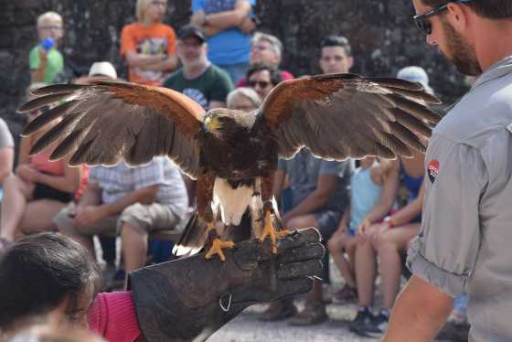 Volerie_des_aigles_63