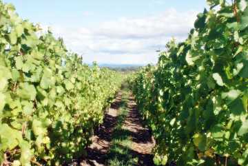 Weinberge im Elsass mit Blick durch die Reben – typisch für die Weinlehrpfade an der Elsässischen Weinstraße