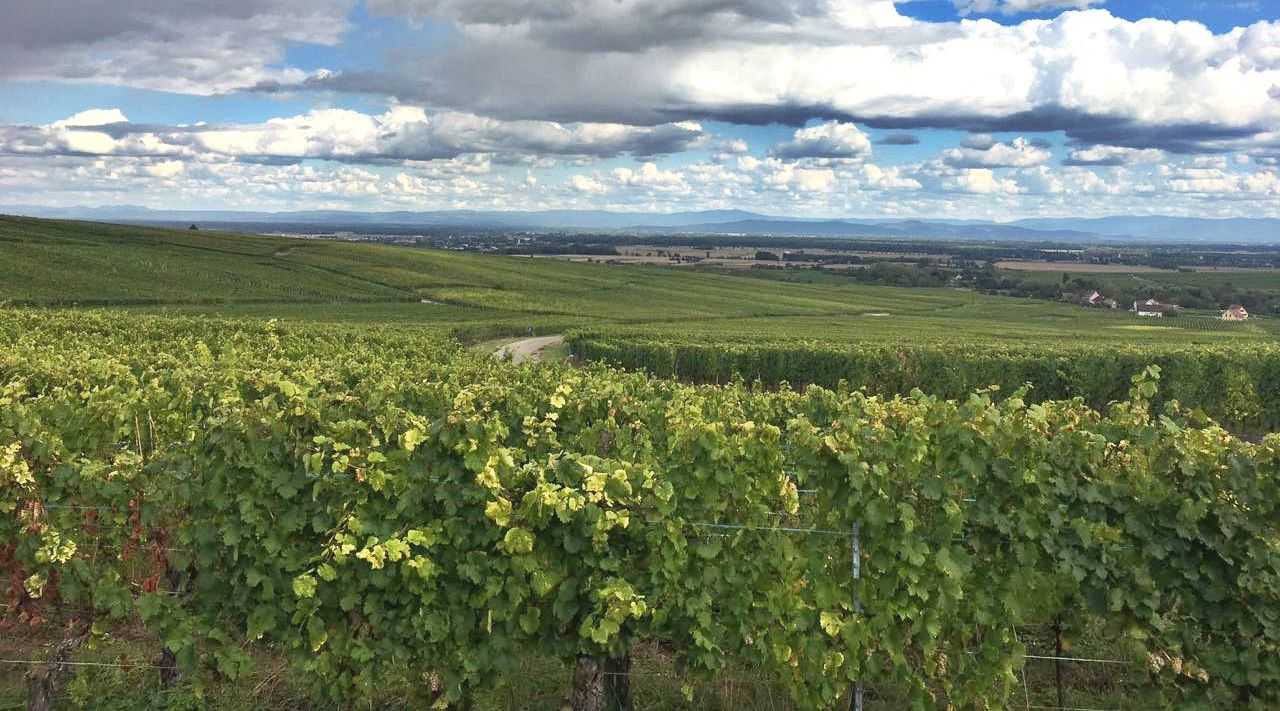 Elsässische Weinstrasse