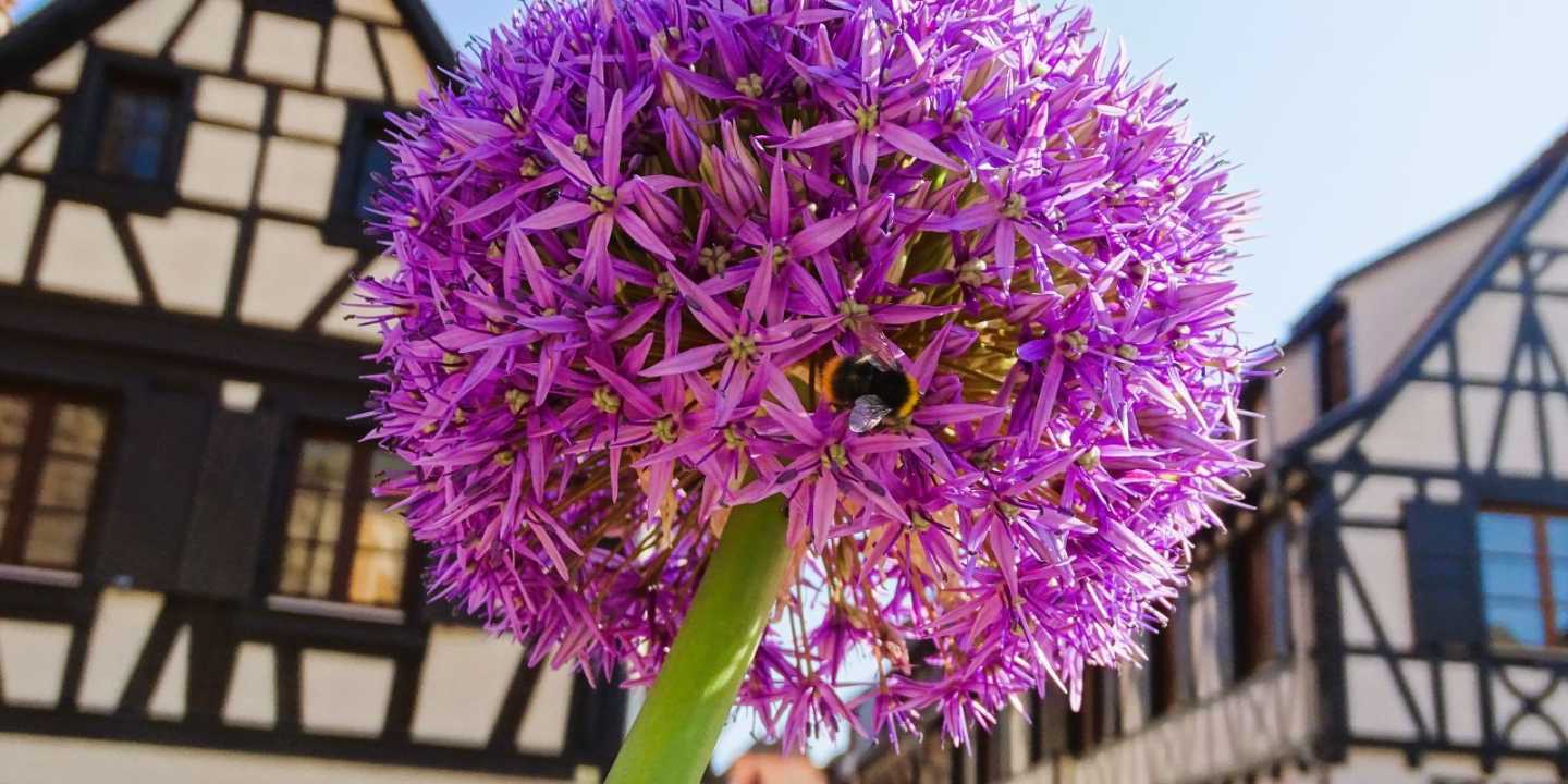 Zierlauchblüte in der Altstadt von Obernai zwischen Fachwerkhäusern
