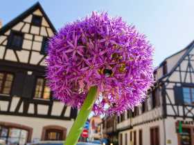 Zierlauchblüte in der Altstadt von Obernai zwischen Fachwerkhäusern